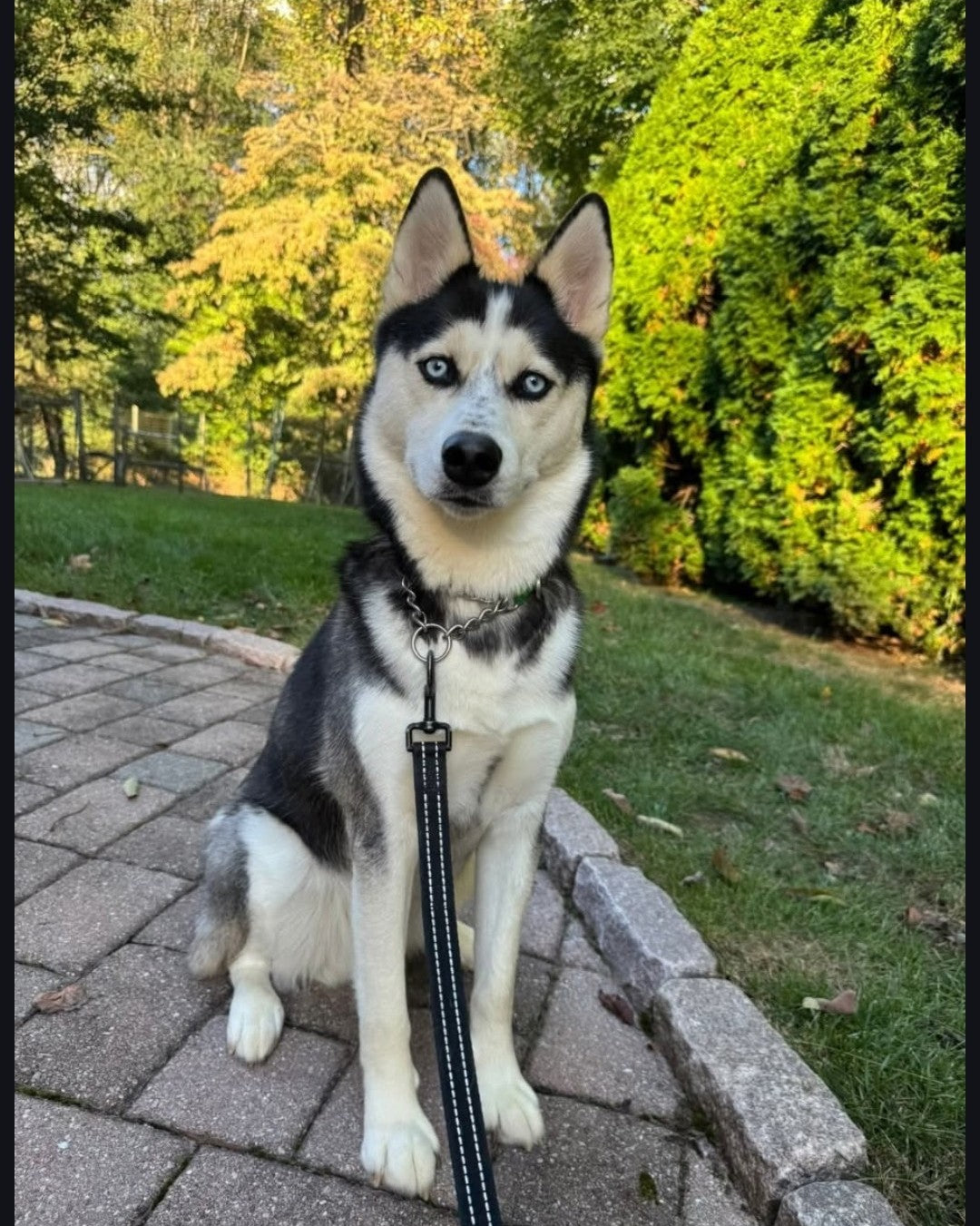 Custom Pet Embroidery
